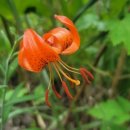 소백산자락길 제4코스 이미지