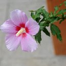 화성무궁화 이미지