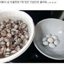 꼬막비빔밥 만들기 꼬막무침양념장레시피 꼬막삶기 새꼬막삶는법 이미지