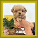 퍼피댕 강아지분양 안심분양소 광명점 말티푸 미니비숑 토이푸들 이미지