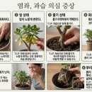 염 좌 (다육식물) 이미지