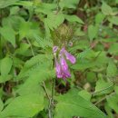 양산천변 이미지