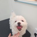 해맑은 애견미용 이미지