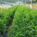 은별농장 이미지