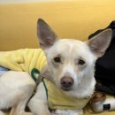 냠냠밸런스 이미지