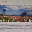 코스모스공원 이미지