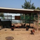 전원식당 이미지