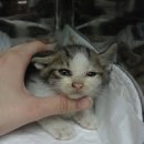 수노을동물병원 이미지