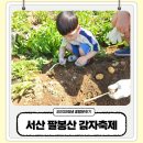 양길리 주차장 | 서산 팔봉산 감자축제 2025 다녀온 후기