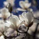 봄날의 대표 꽃님의 꽃말 이미지
