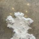 도그스타 이미지