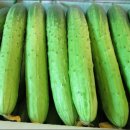 진리오이 이미지