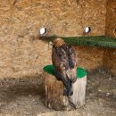 베고니아 | 🌸 봄꽃 명소 추천, 서울 근교 봄 여행으로 완벽했던 가평 베고니아새정원 후기