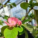 안산 식물원 이미지