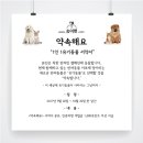 송이애견 이미지