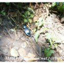 저지오름 이미지