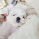 비숑 이미지