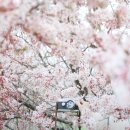 다시,봄 이미지