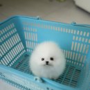 화이트포메라니안 이미지