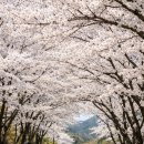 한국전력공사 부천지사 | 부천 도당산 벚꽃축제 2026 개화시기 야경 총정리