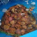 삼천포맛집정서방 이미지