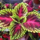 포레이든약국 이미지