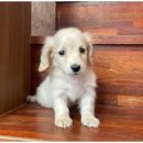 강아지와 고양이 이미지