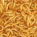 히스(HISS) 이미지