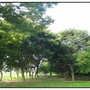 서천리 당산 이미지