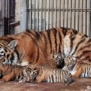 만 마리의 호랑이 이미지