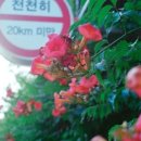 미림칼라 이미지