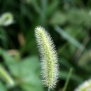 강아지풀 이미지