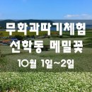 [마감] 남도의 멋드러진 가을풍경! 메밀꽃 흐드러지는 천년학의 고향! 장흥 선학동마을 + 무화과따기체험 이미지