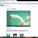 개구리의 우물탈출! 제 4편. Flickr.com 이미지