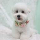 블루맘펫살롱 이미지