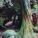 가고시마 기행 3 ＜야쿠시마 -屋久島＞ 이미지