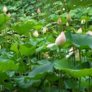 미사 한강공원 이미지