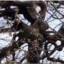 영풍 병산리 갈참나무 이미지