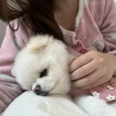 행복만줄개 네이버블로그