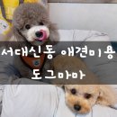 삐삐애견샵 이미지