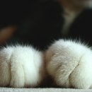 고양이발 이미지