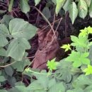 고령목장 이미지