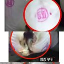 통돼지 이미지