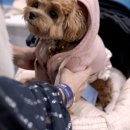 (주)펫투개더 | 2024 케이펫페어 일산 메가주 펫 박람회 펫페어 후기 킨텍스 주차 꿀팁