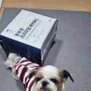 몽트앙 | 흡수력 미쳤다🐶 몽트앙 애견패드 솔직 리뷰 (L사이즈 30매)