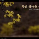 [의성 산수유축제] - &#39;온세상을 노랗게~ 물들여라~&#39; 이미지