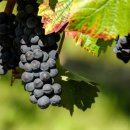 동부그린농자재 | Grape history 새콤달콤 맛있는 포도 재배 역사