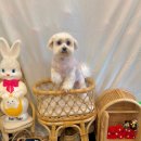 개르띠에 이미지