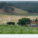 근흥목장 이미지