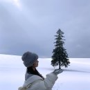 하얀물안개 | 삿포로 비에이투어 당일치기 [라쿠투어] 내돈내산후기 | 마이리얼트립 할인코드